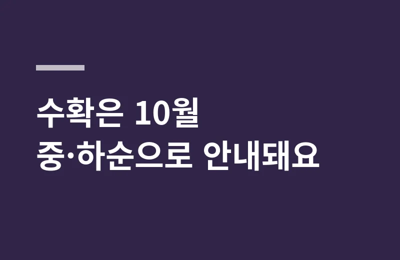 만홍사과묘목 핵심 정리: 수확은 10월 중·하순으로 안내돼요